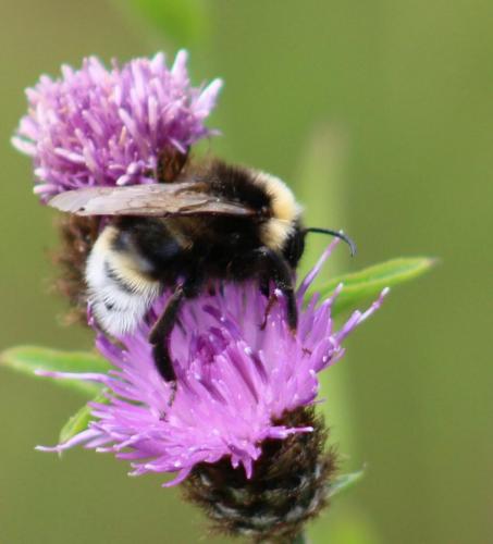 white-tailed bumble bee