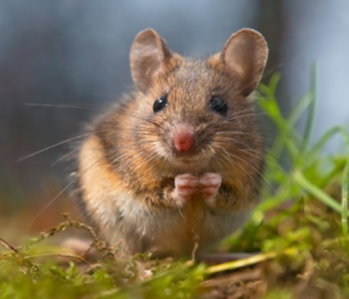 wood mouse