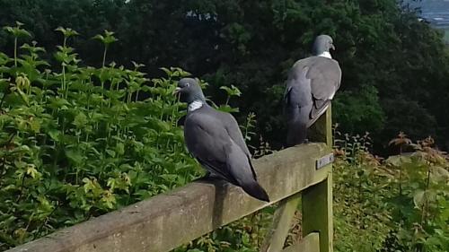 woodpigeon