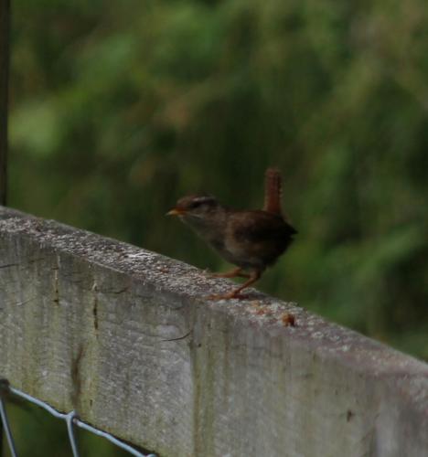 wren